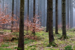 grengewald-panorama7