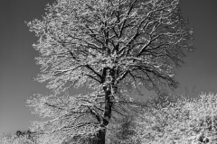 snowytree-panorama1