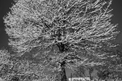 snowytree-panorama2