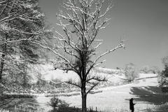 snowytree-panorama3