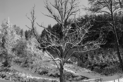 snowytree-panorama4