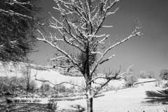 snowytree-panorama5