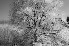 snowytrees12