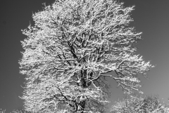 snowytrees19