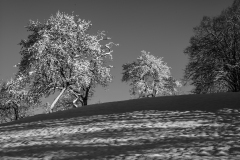 snowytrees3