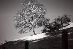 snowytrees7