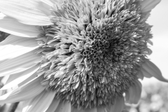 sunflower19