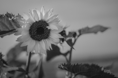 sunflower2