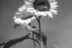 sunflower33