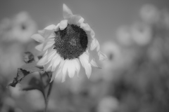 sunflower5