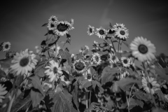 sunflower6