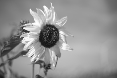 sunflower9